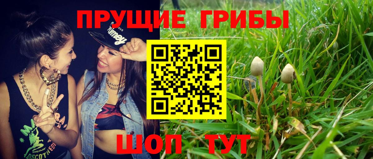 Псилоцибиновые грибы прущие грибы  закладка  Кудрово  Вход с VPN  Псилоцибиновые грибы Psilocybe 